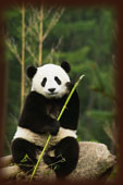 panda
